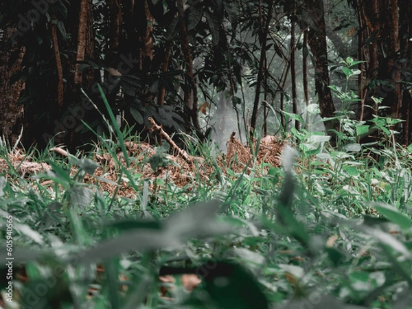 Fototapeta Green grass in the forest