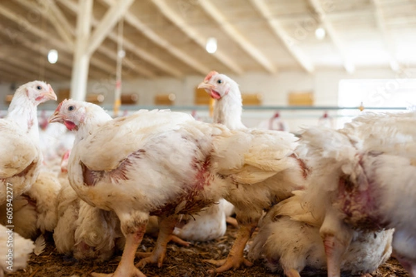 Fototapeta Poultry farm with chicken. Husbandry, housing business for the purpose of farming meat, White chicken Farming feed in indoor housing. Live chicken for meat and egg production inside a storage.