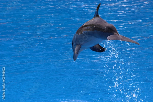 Obraz Dauphin