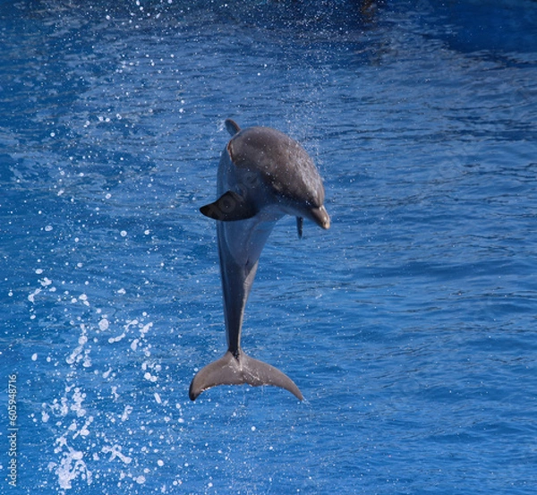 Obraz Saut de dauphin