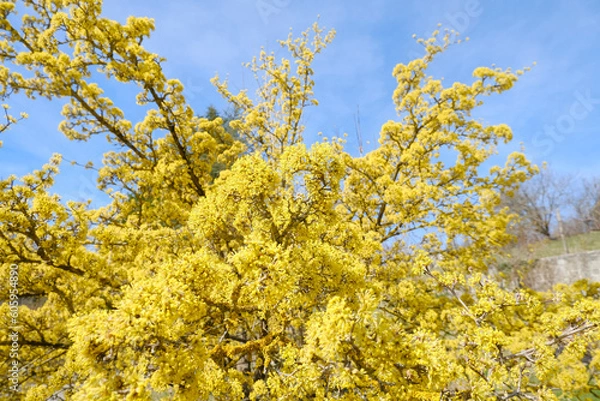 Fototapeta yellow tree Ciliegia cornelian, cornel, dogwood, Cornus mas, Cornus officinalis closeup across blue sky. Spring natural background