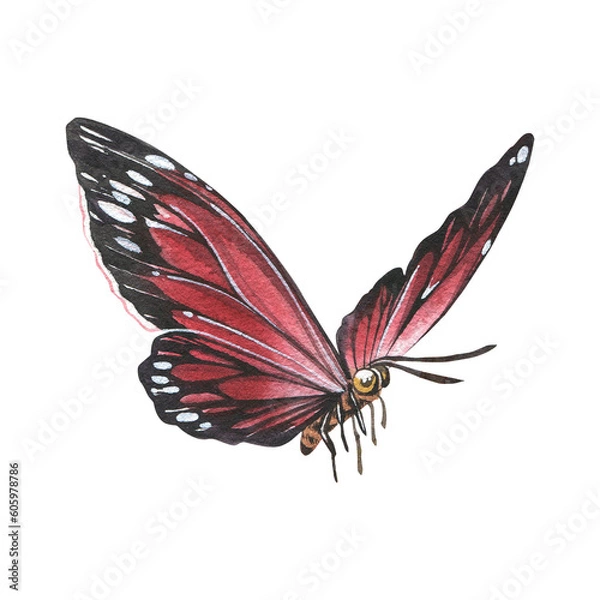 Fototapeta Red butterfly with detailed wings isolated on white background. Watercolor hand drawn realistic llustration for design