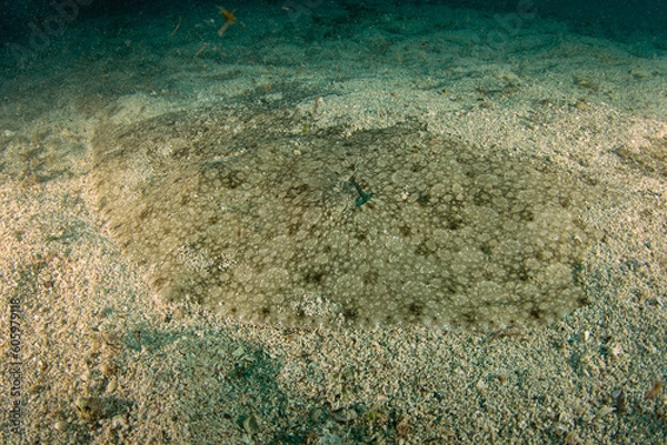 Fototapeta Spiny butterfly ray in Çeşme