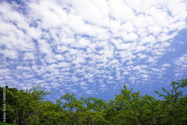 Fototapeta 青空　羊雲　新緑