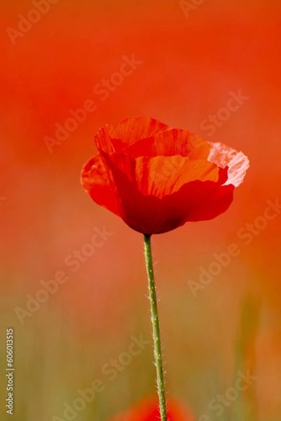 Obraz Le coquelicot