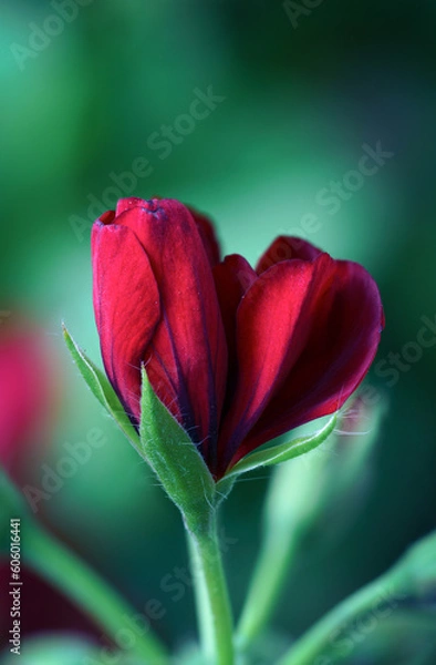 Obraz red flower