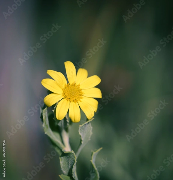 Obraz sonchus tenerrimus