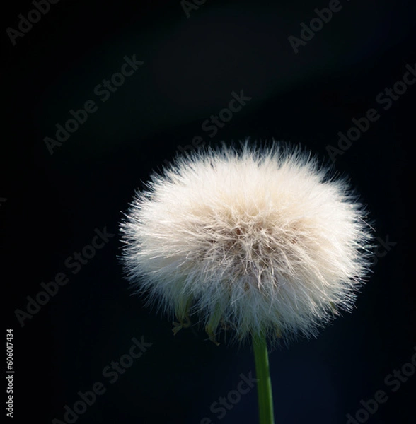 Obraz taraxacum