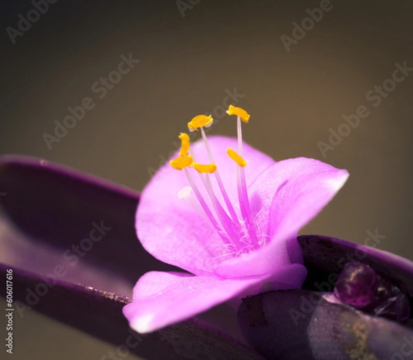 Obraz tradescantia pallida