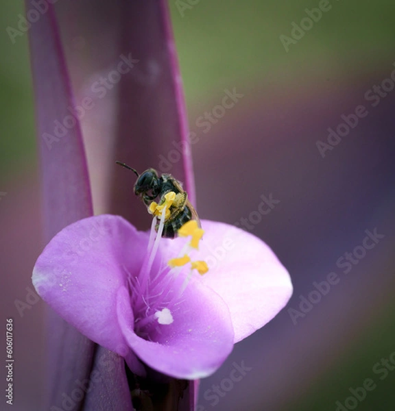Obraz tradescantia pallida