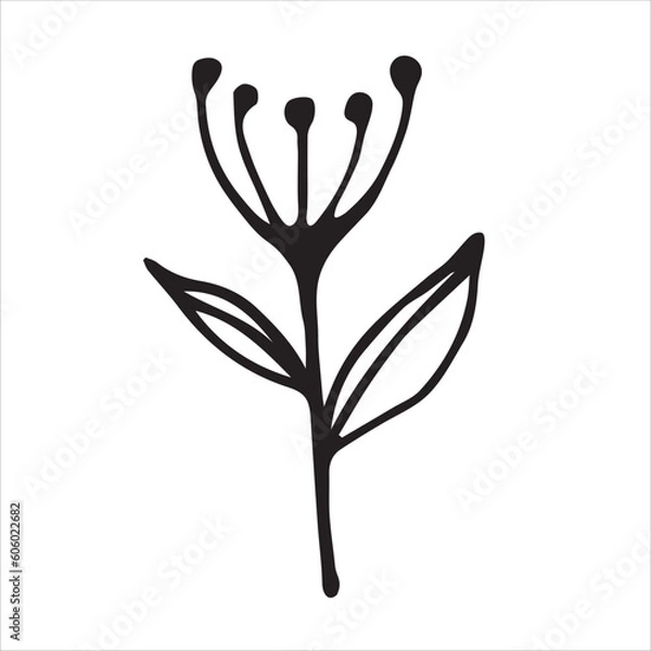 Fototapeta Floral elements hand drawn vector illustration, isolated on white background