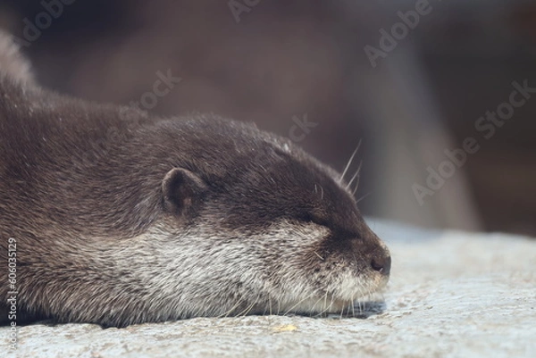 Obraz コツメカワウソ