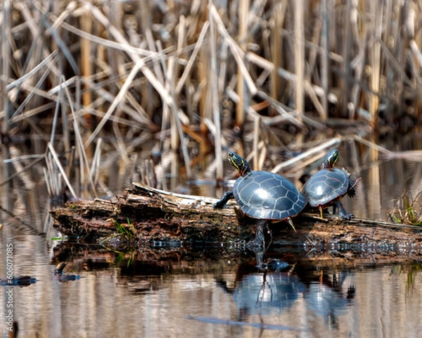 Fototapeta Painted Turtle Photo and Image.  Turtles resting on a log in the pond displaying their turtle shell, head, paws in their habitats. Turtle Picture.