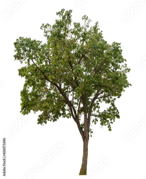 Fototapeta Green tree isolated on transparent background with clipping path and alpha channel.