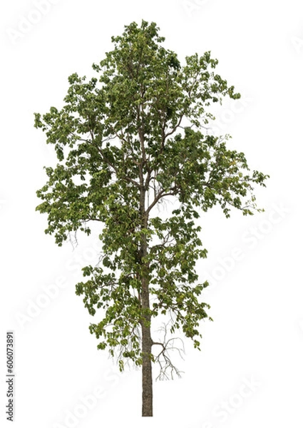 Fototapeta Green tree isolated on transparent background with clipping path and alpha channel.