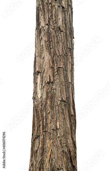 Fototapeta Trunk of a tree Isolated On transparent Background.