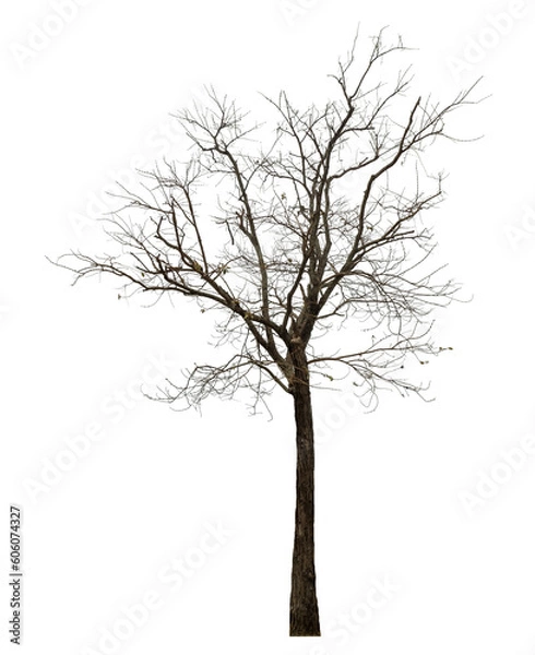 Obraz tree isolated on transparent background with clipping path and alpha channel.