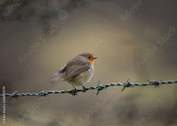 Obraz robin in the rain