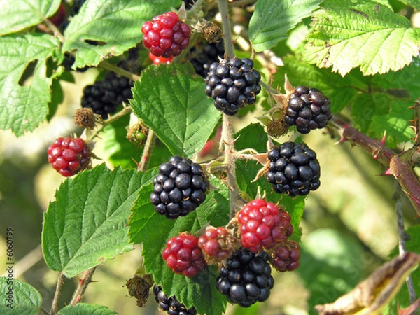 Obraz WILD BLACKBERRY