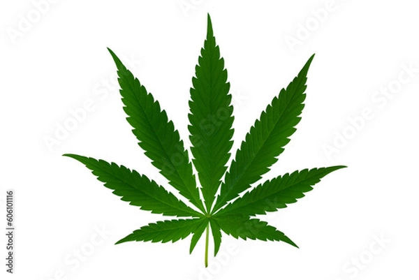 Obraz green marijuana leaf on transparent background .png transparent background image cannabis leaf illustration