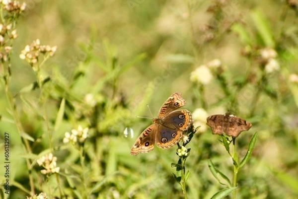 Obraz butterfly on grass