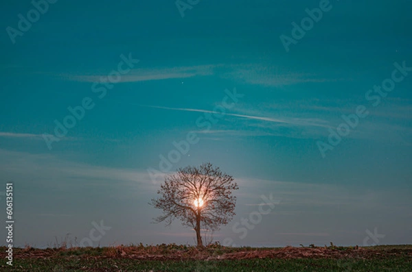 Obraz The Moon behind the tree