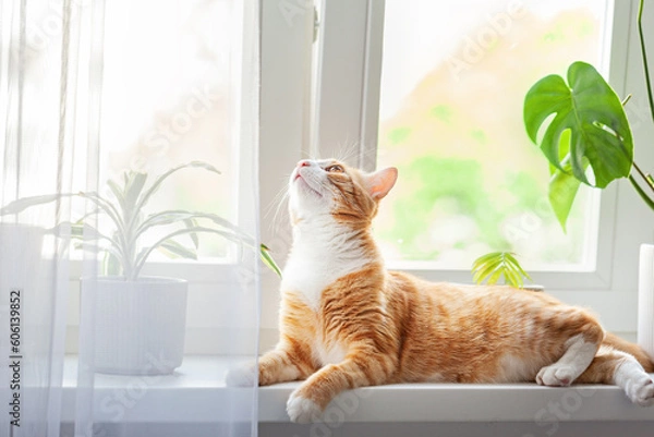 Fototapeta Red cat sits on the window and house plants on the windowsill. Domestic kitten resting on the windowsill at home in sunny day.