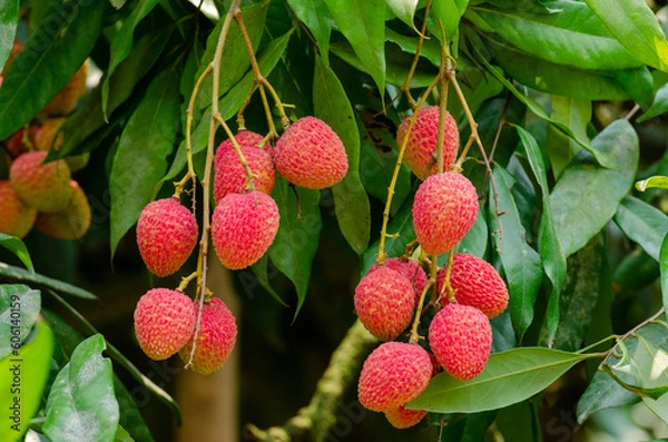 Obraz Yummy fruit lychee