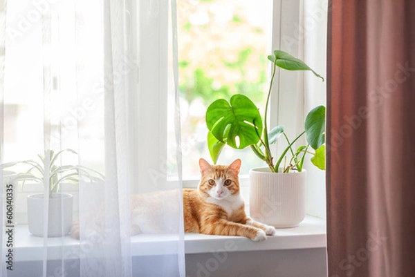 Fototapeta Red cat sits on the window and house plants on the windowsill. Domestic kitten resting on the windowsill at home in sunny day.