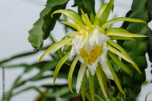 Obraz Full bloomed Dragon fruit  flower