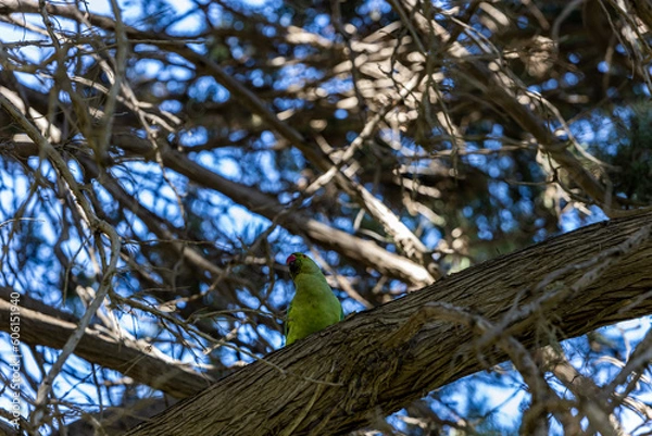 Obraz tree branches against sky