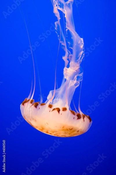 Obraz Jellyfish