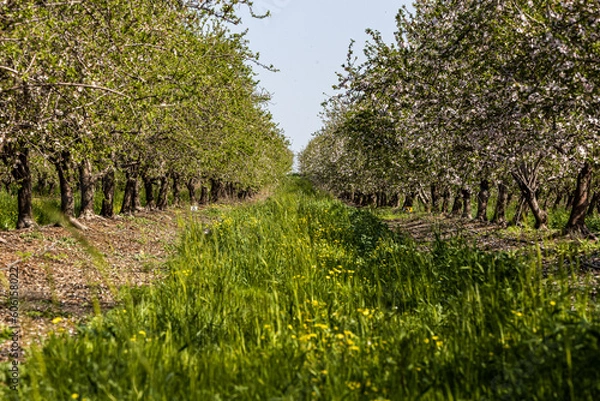 Obraz grass in the field