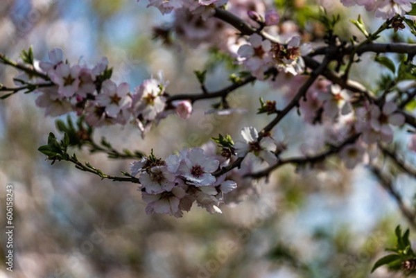 Obraz blossom in spring