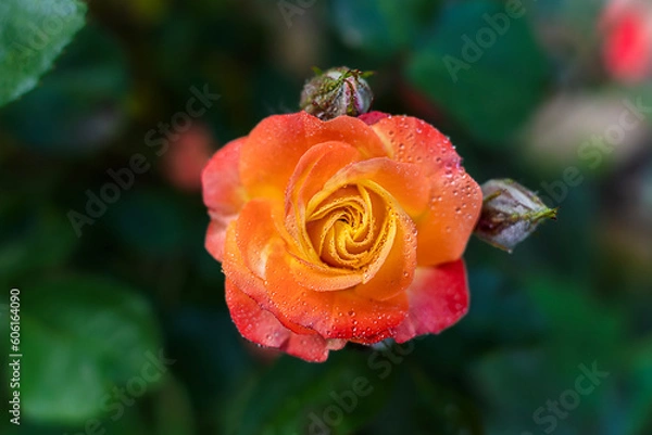 Obraz A single beautiful red rose on a dark background