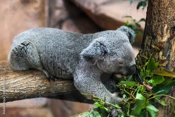 Obraz Koala (Zoo de Beauval)