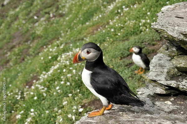 Obraz Puffins on Skellig Michael Island