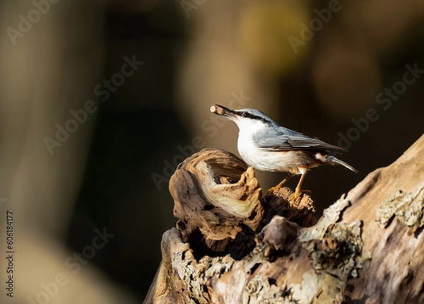 Fototapeta Eurasian nuthatch eating nuts sitting on a tree