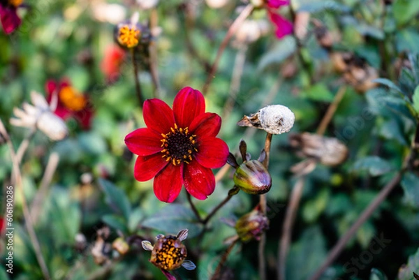 Fototapeta High Clere Castle