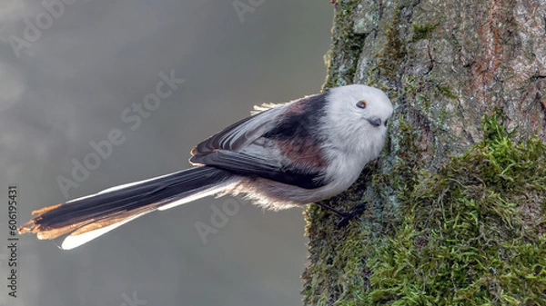 Obraz Ptak raniuszek siedzi przytulony do drzewa 