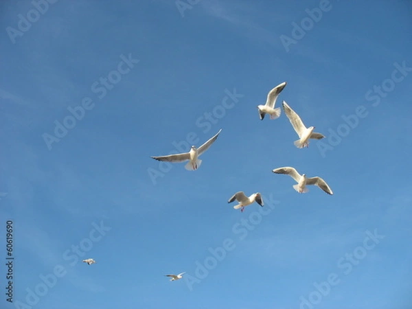 Obraz Чайки кружатся в небе