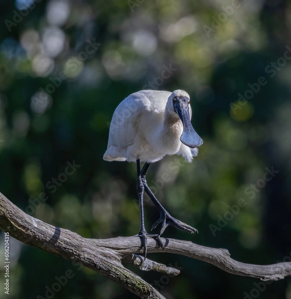 Obraz royal spoonbill