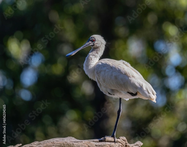 Obraz royal Spoonbill