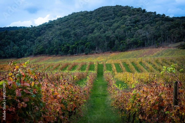 Obraz vineyard in autumn
