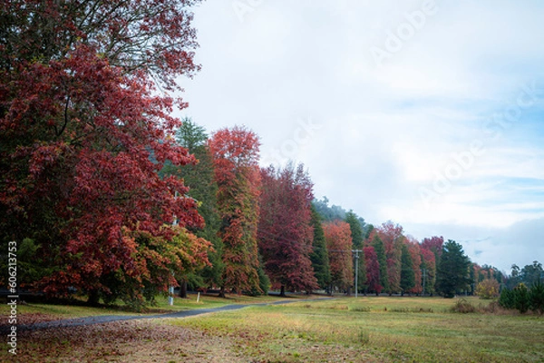 Obraz autumn in the forest