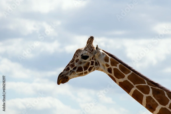 Obraz giraffe head against the sky 