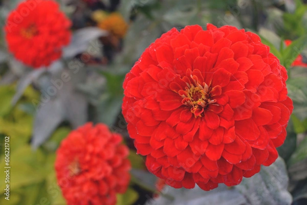 Fototapeta Red large-flowered double zinnia in a flower bed close-up against a blurred garden background