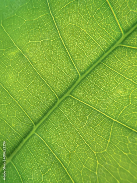 Fototapeta Green leaf. Close-up. View from above