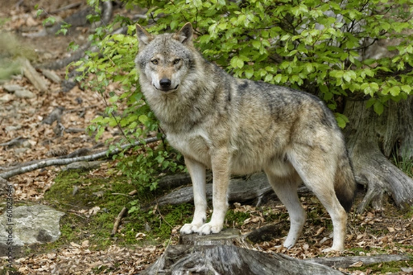 Fototapeta Wolf (Canis lupus)