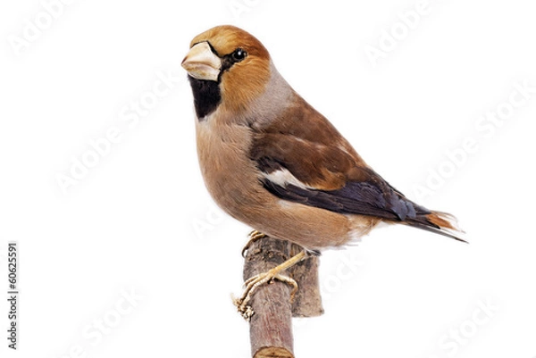 Obraz Kernbeißer (Coccothraustes coccothraustes)